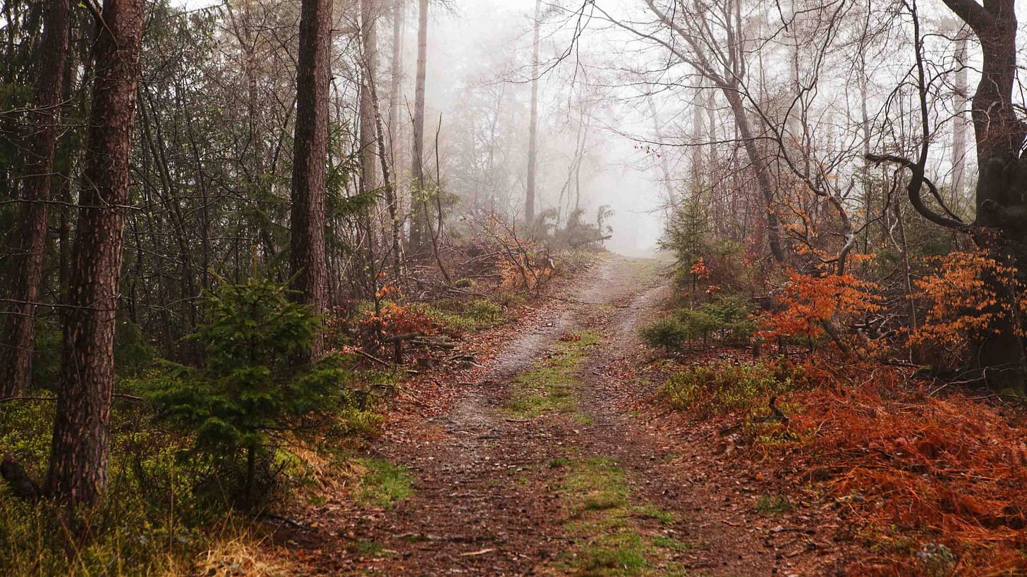 Fog envelopes a trail.