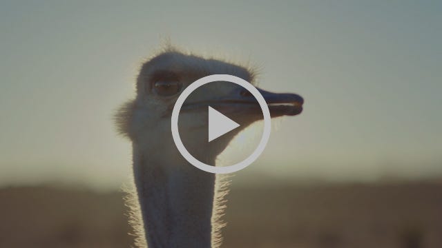 Samsung Official TVC: Ostrich