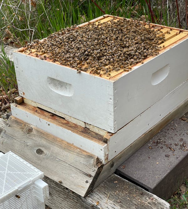 Bees on top of the hive frames