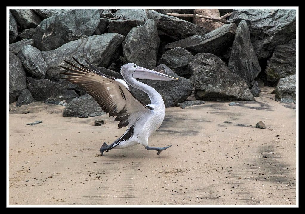 Fast running Pelican at Clontarf-1=