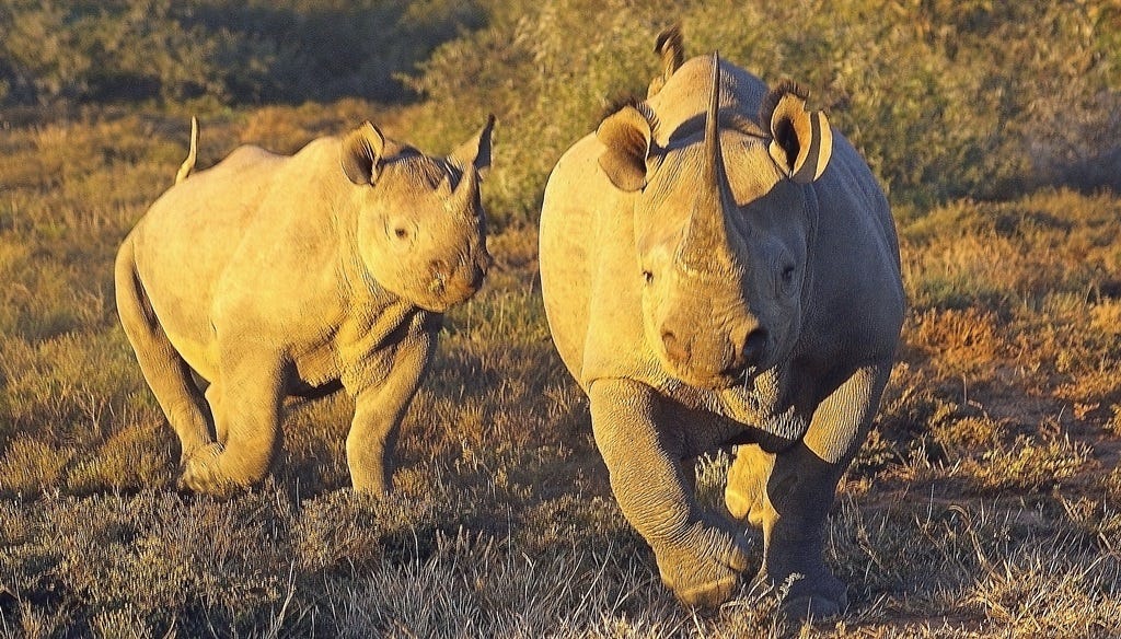 Black rhino cow and calf face the camera