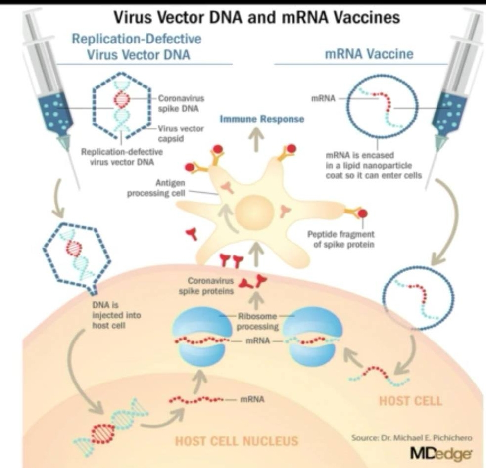 May be an image of text that says 'Virus Vector DNA and mRNA Vaccines Replication-Defective Replication Virus Vector DNA mRNA Vaccine Coronavirus spike DNA miRNA Virus vector capsid Replication- defective virus vector DNA Immune Response ↑ Antigen processing cell mRNA encased in lipid nanoparticle coat 50 can enter cells Peptide fragment of spike protein Coronavirus spike proteins DNA is injected into host cell Ribosome processing mRNA- arslran mRNA HOST HOSTCELL CELL HOST CELL NUCLEUS Source: Dr. Michael Pichichero MDedge'