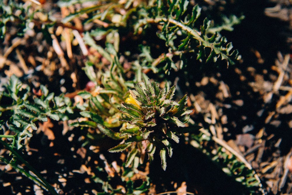 Likely Pinewoods Lousewort Pedicularis semibarbata