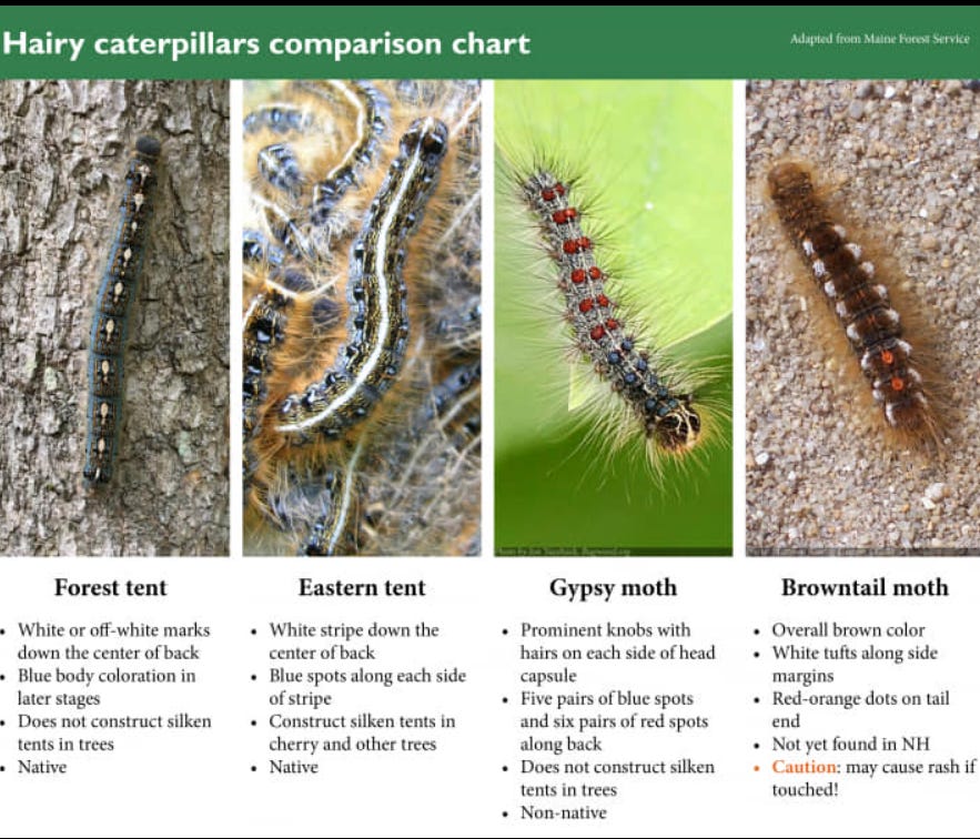 four kinds of fuzzy caterpillars on various barks