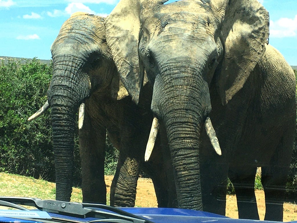 Two elephants at car