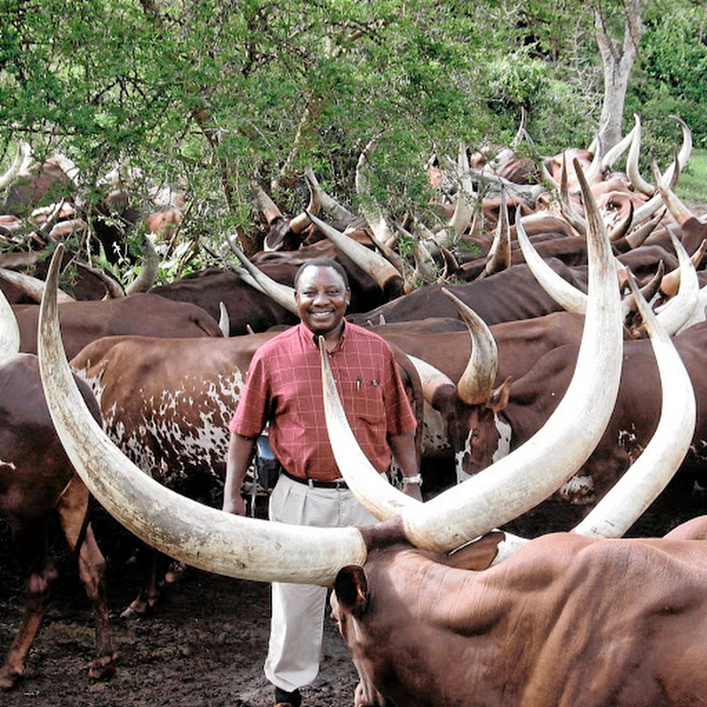 Ramaphosa retrenches workers on his farm