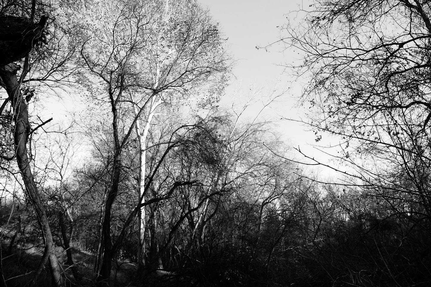 Black and white photo of a white bare sycamore in an otherwise dark forest