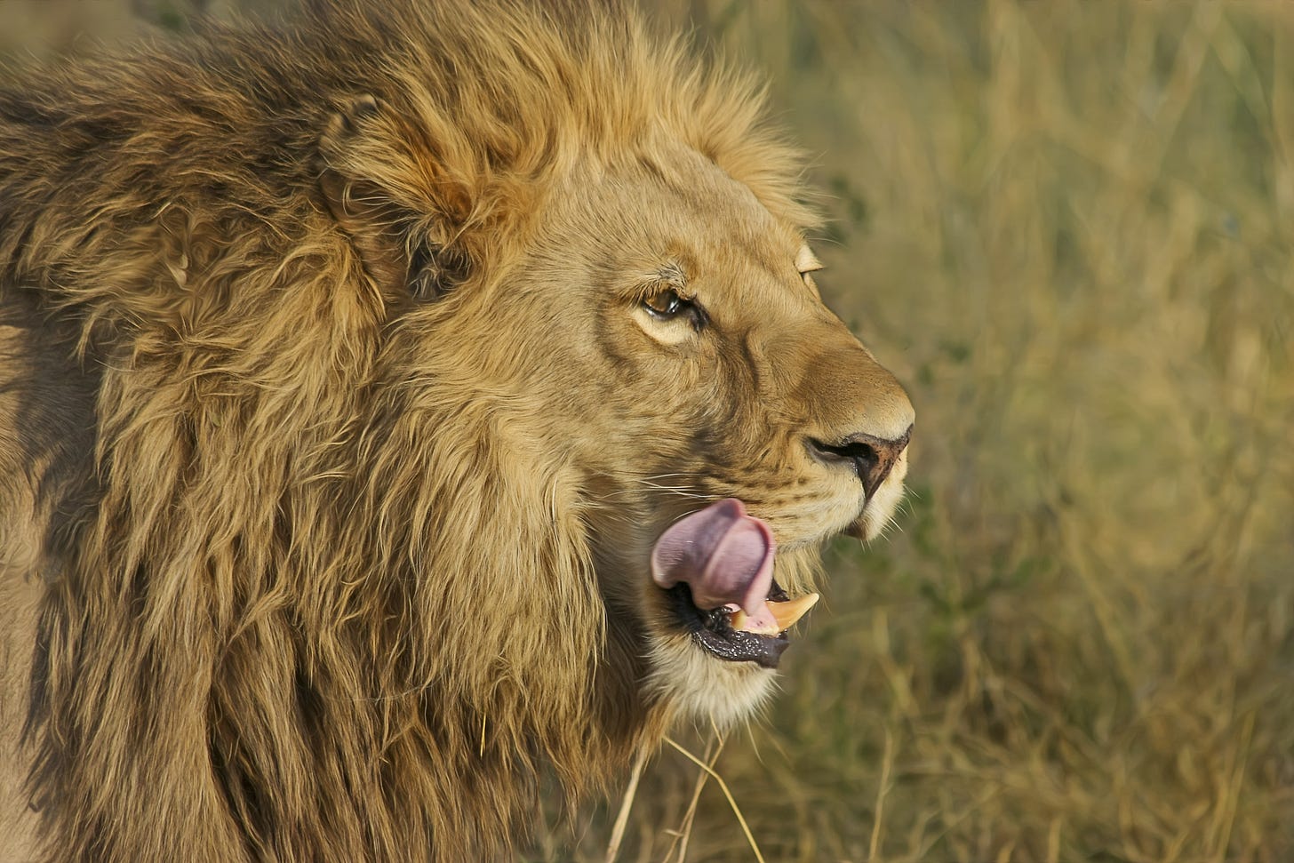 A lion walking through the grass and licking his lips.