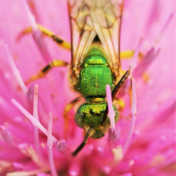 Image of green bee on pink thistle.