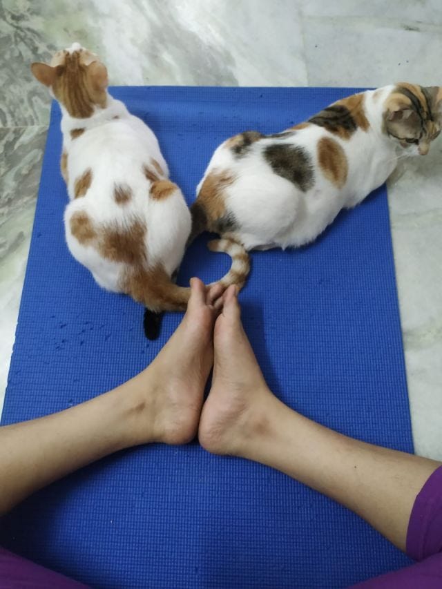 Two cats sitting on a yoga mat with a humans legs in the picture.