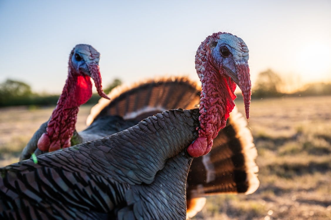 Side view flock of Bronze domestic turkey with red snood and caruncles standing on grassy field in countryside at sunset