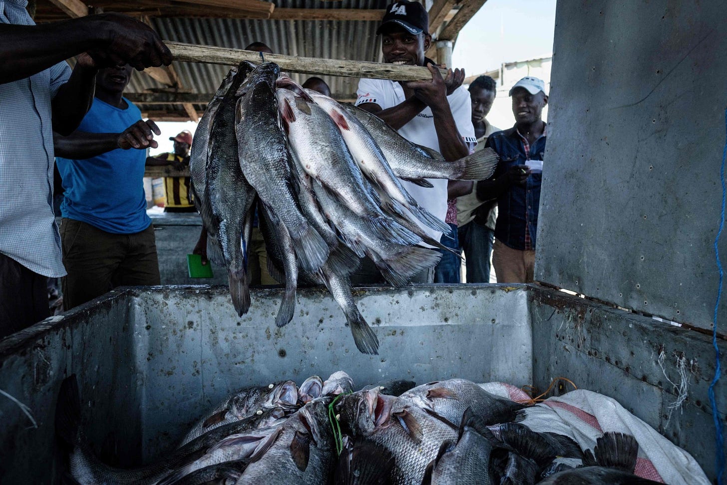 Fishermen throw Nile Perches into a storage box after weighing them on Migingo island on Lake Victoria, Kenya, on October 5, 2018. The fisheries sector in Uganda employs over 5 million people, with Lake Albert and Lake Victoria serving as primary sources. Photo: AFP
