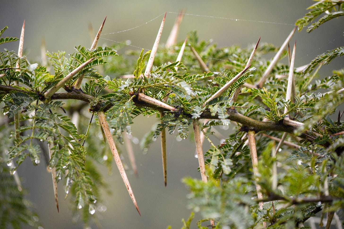 A branch of an acacia tree. Thorns and dewdrops and spiderwebs.