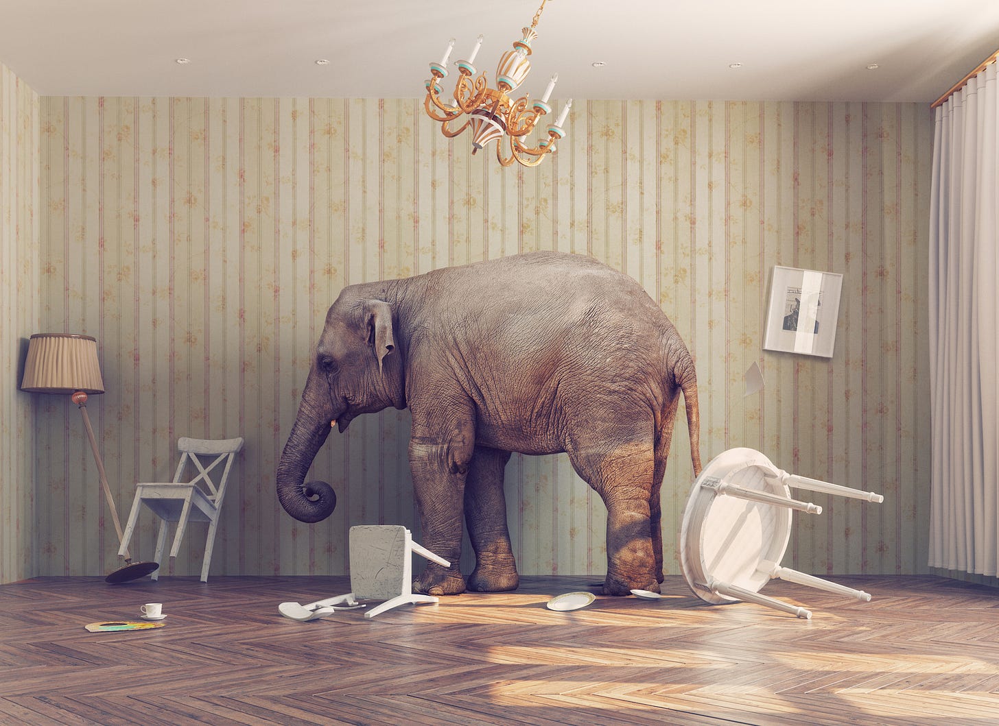 How to Safely Remove an Elephant From a Room - Elephant Capability