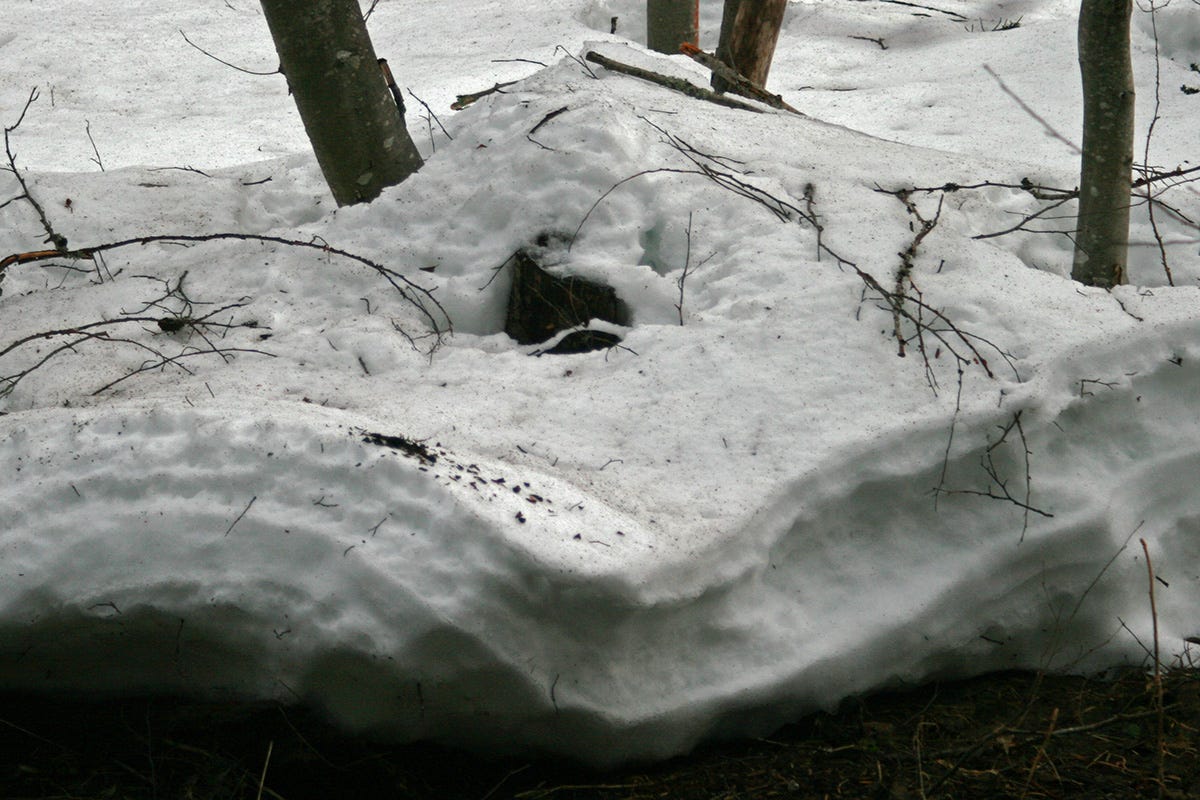 an arching snowbank recedes from the edge of a creek