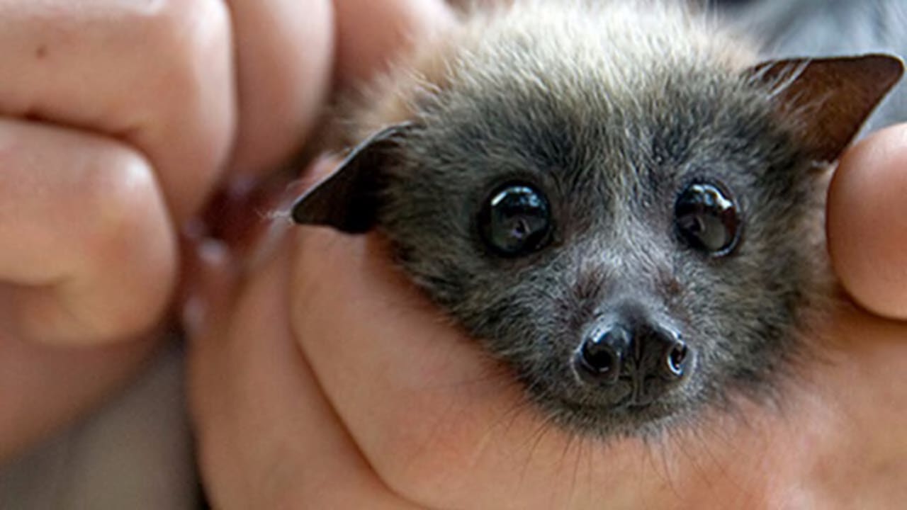 Pipistrelli: 6 curiosità da non perdere - FocusJunior.it