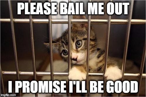 cat jail - Imgflip