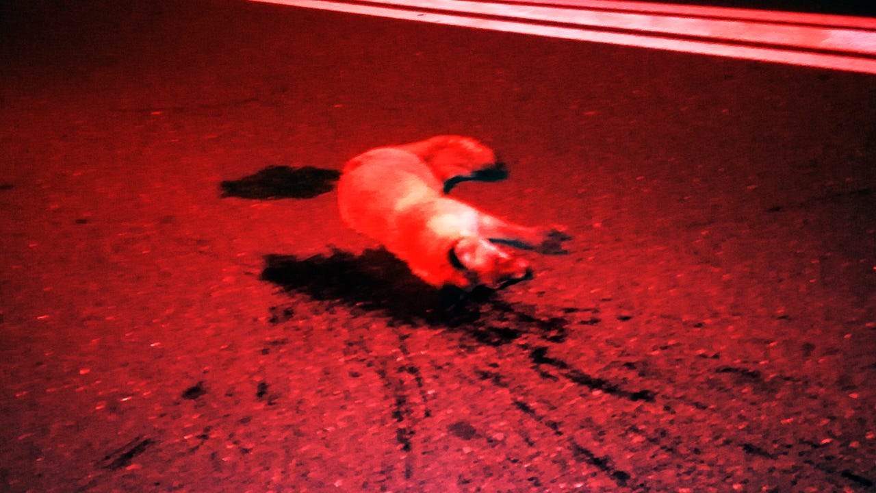Dead fox on the road