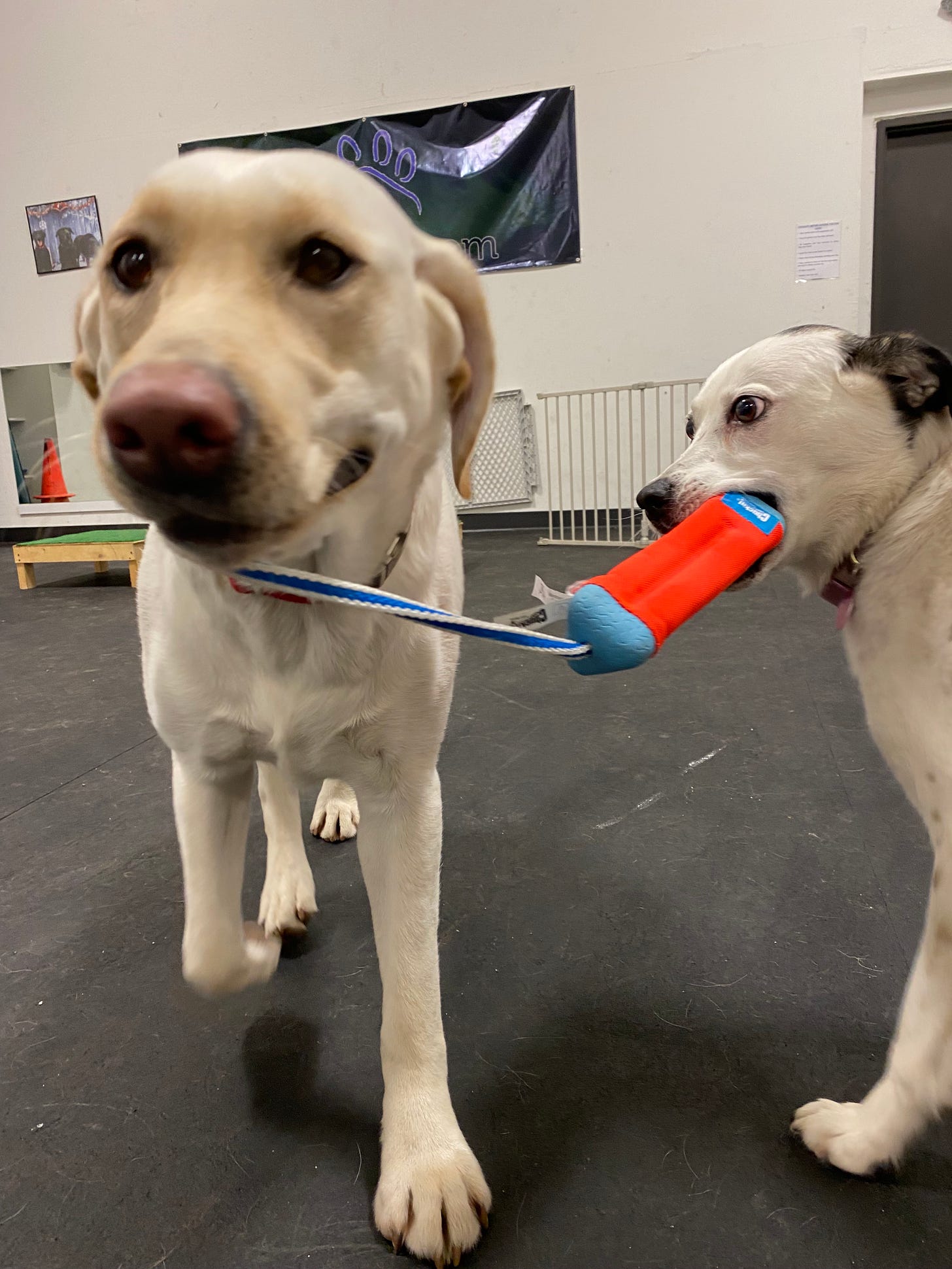 a yellow lab faces forward with one end of a toy in her mouth. The other end of the toy is in the mouth of a white dog with giant eyeballs.