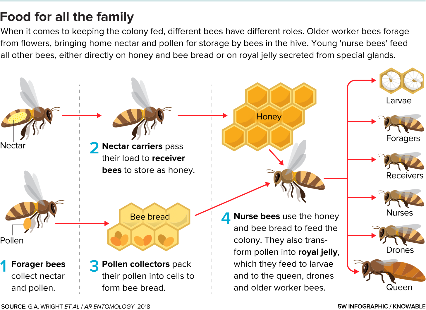 A diagram shows the different roles played by bees in a hive. Forager bees, pollen collectors and nectar carriers work to harvest and store honey, while nurse bees feed the colony. 