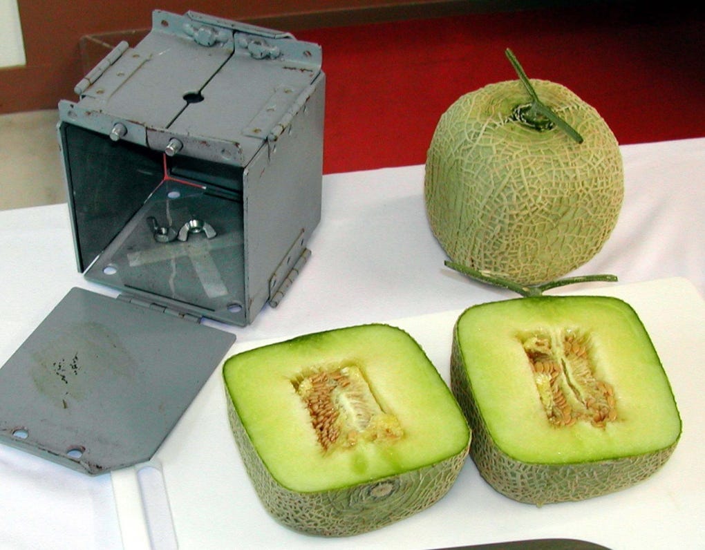 Square melons? Japan's luxury fruit masters grow money on trees | CTV News