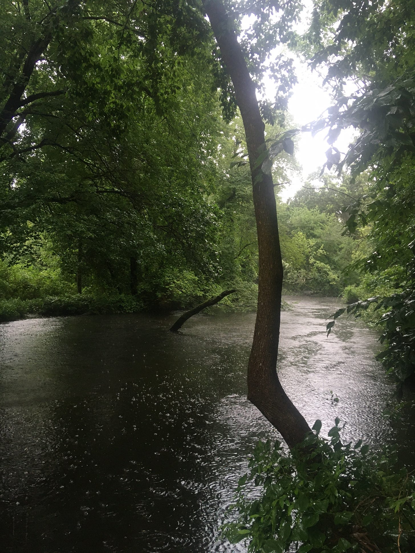 A wooded river almost overflowing its banks on a rainy day