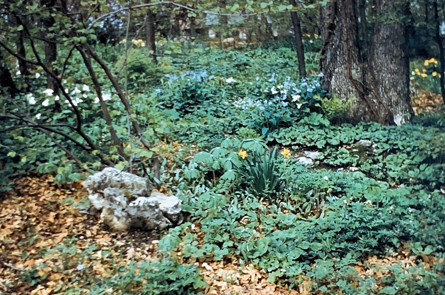 A garden with many green plants scattered with some leaf litter. There is a chain link fence at the back and a large decorative rock to the left side.