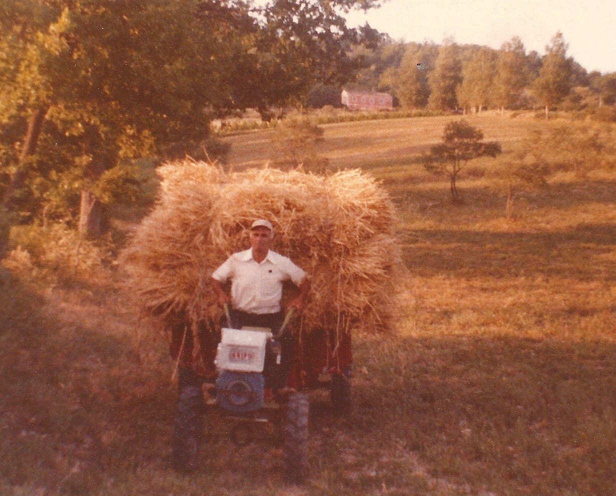 A man on a small tractor, carrying hay in his field in Molise, Italy. The photo is from the 70s.