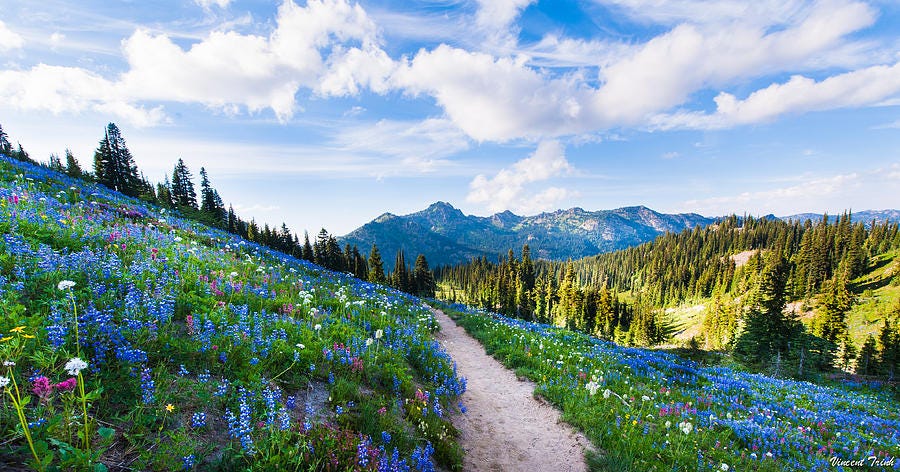 The Wildflower Trail Photograph by Vincent Trinh