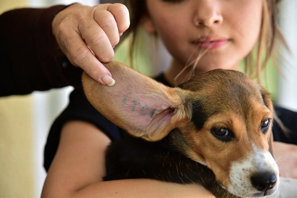 A volunteer displays an identification tattoo inside the ear of a former laboratory research beagle shortly after the dog's release, at a residential home in Los Angeles, California, June 24, 2016.  