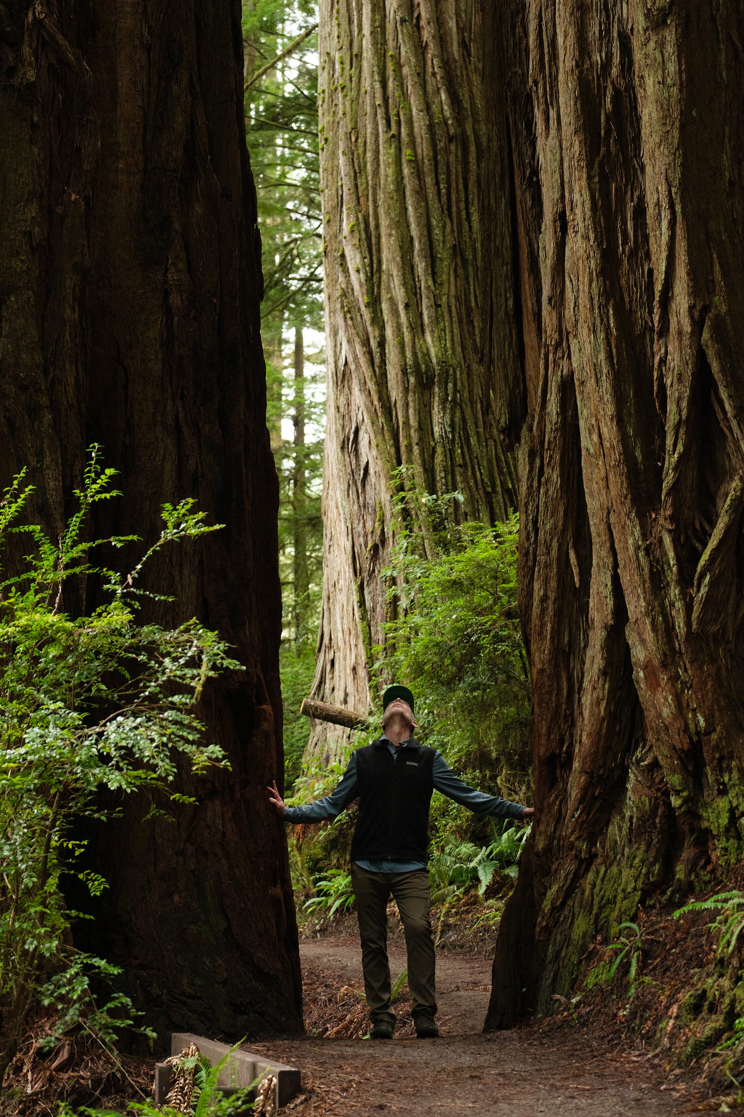 A white man in a dark fleece vest and long sleeved shirt stands between two redwoods with his hands on them,  looking up.