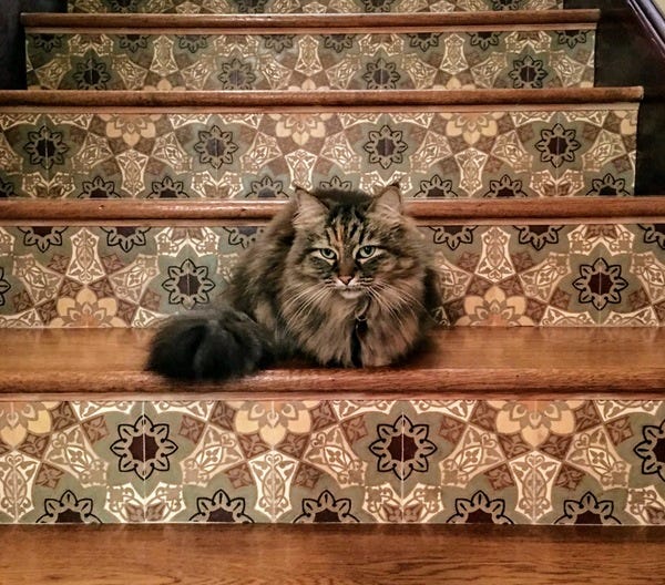 Lola, who belongs to loyal subscriber Grace, is very confident on stairs. Nominate your pet to appear in The Highlighter! hltr.co/pets