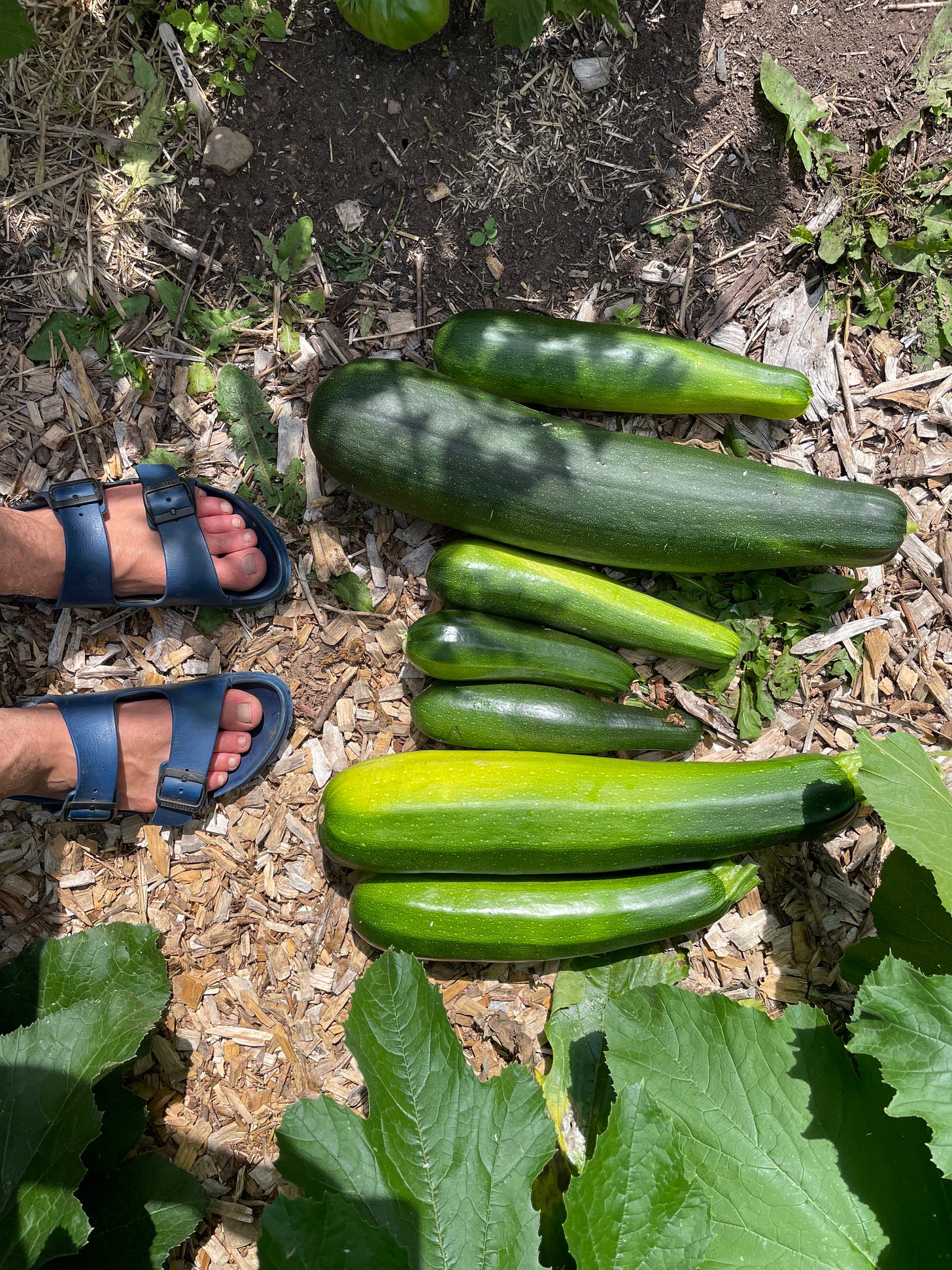 many zucchini on the ground by my sandals