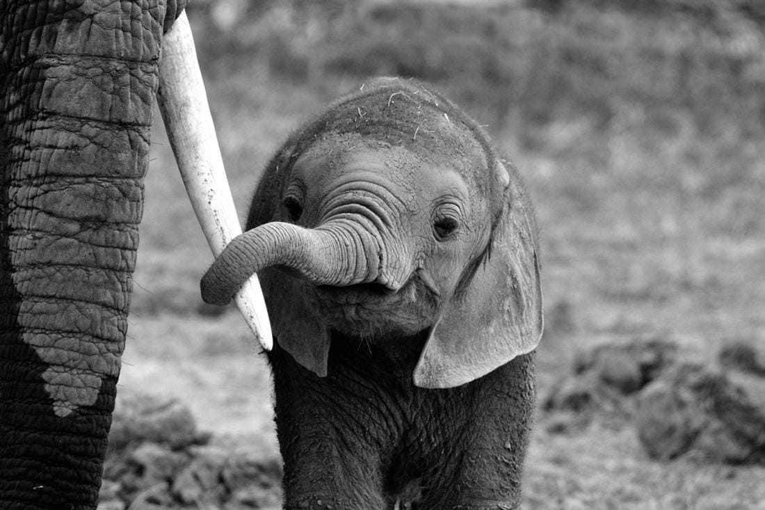 Close Baby Elephant Black and White Photography Print Wall Art By Bjoern  Alicke