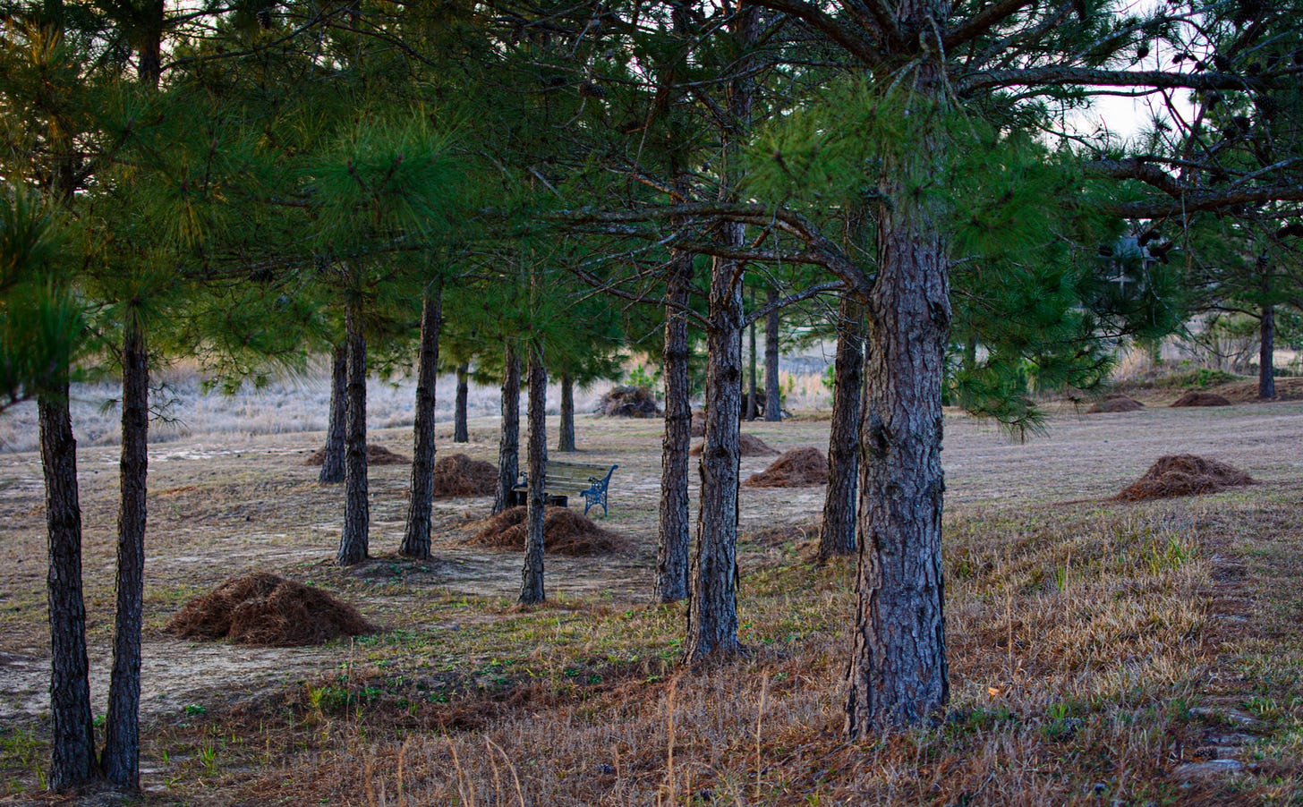 a group of pine trees with piles of raked pine needles below them and  bench in the center of the scene