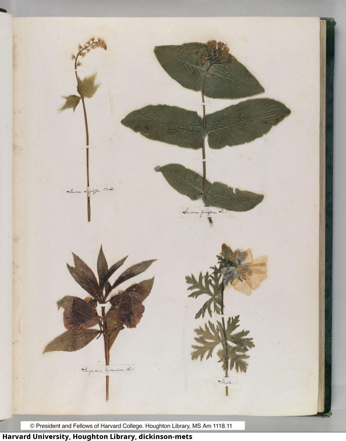 pressed leaves and flowers on the blank page of a journal