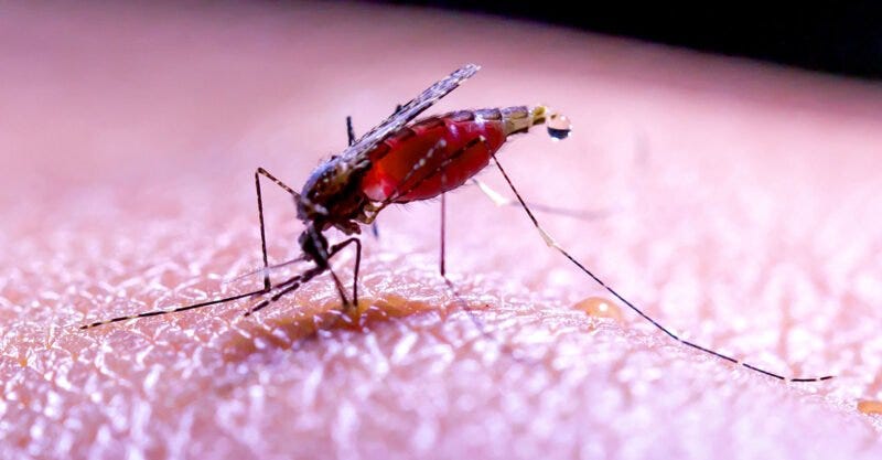 gmo mosquitoes human malaria vaccine feature