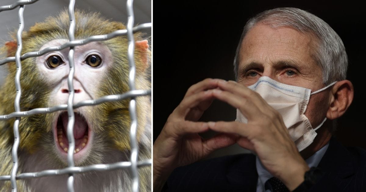 Fauci Kidnapped Monkeys off Island So NIAID Could Perform Sick  Taxpayer-Funded Experiments on Them: Report