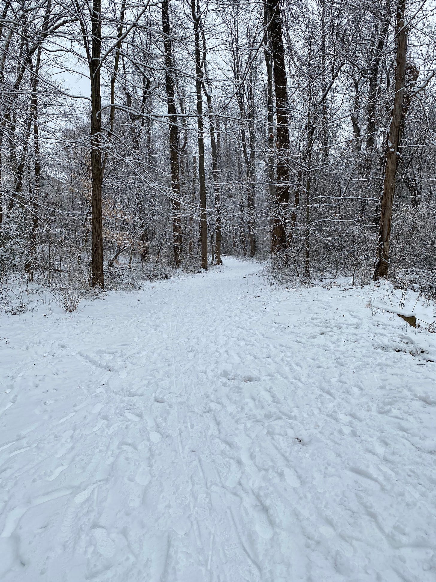 stretch of hiking trail covered with snow, surrounded by trees, no people in sight