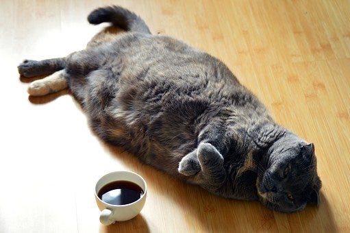 Cat, Dark, Coffee, Lazy, Lying, Wood