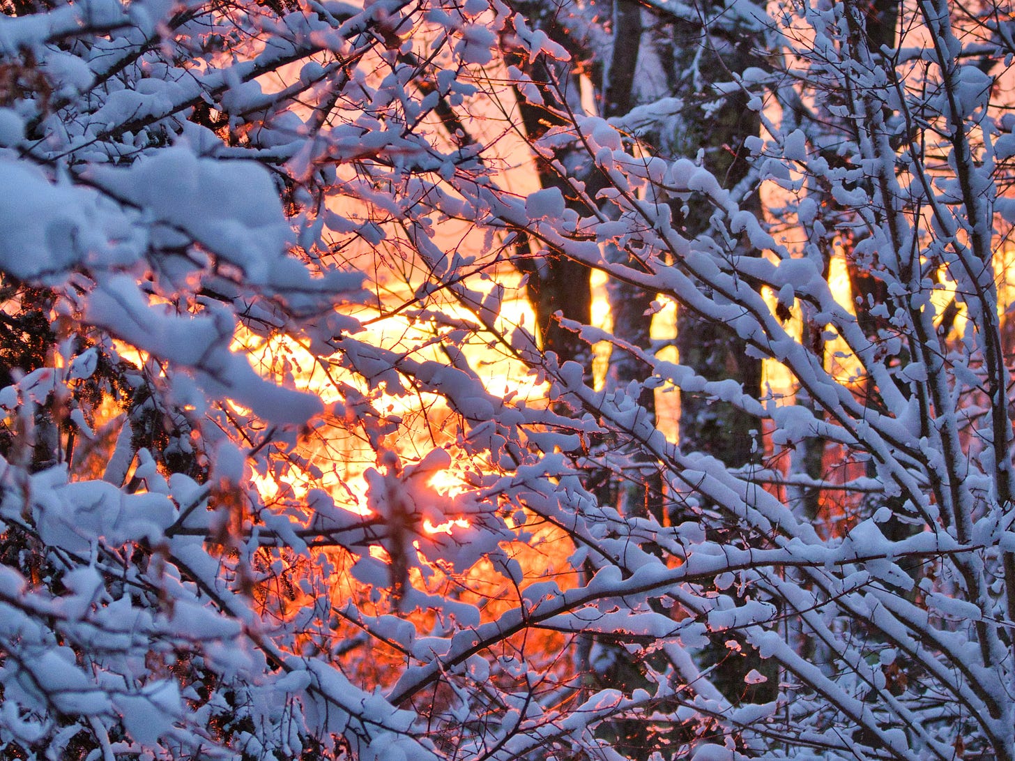 Sunrise through snowy branches