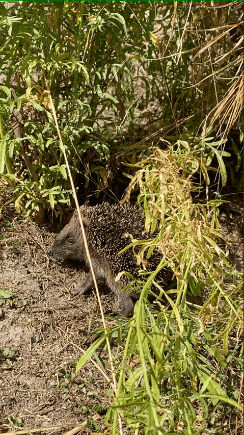 Small hedgehog looking at the camera.