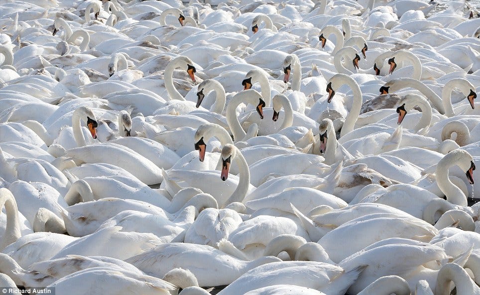 Swan lake! Flock of magnificent white birds gather for ...