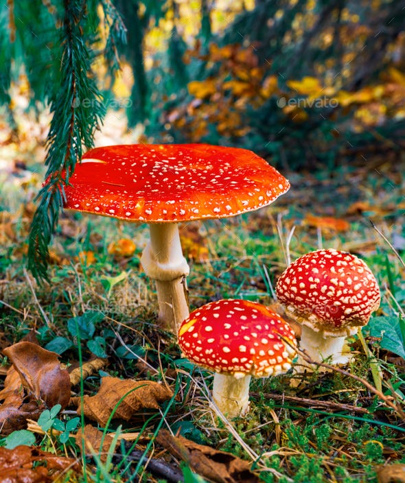 Beautiful mushroom Amanita in a meadow in a dense forest in the Carpathians  Stock Photo by YouraPechkin