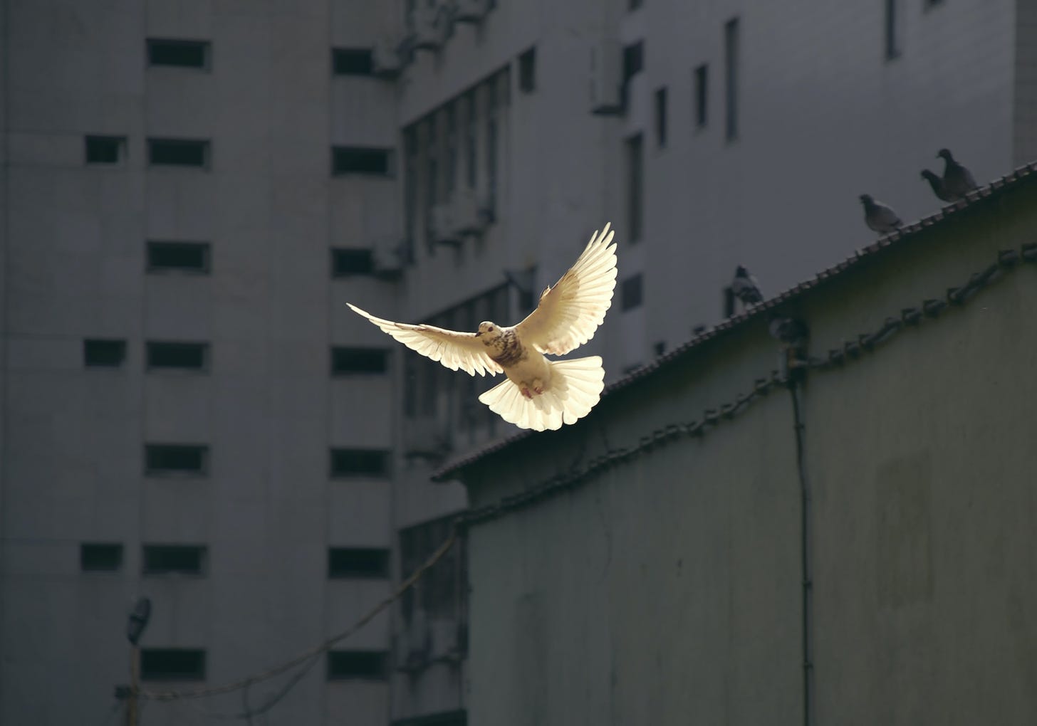 Una colomba bianca vola sulla città