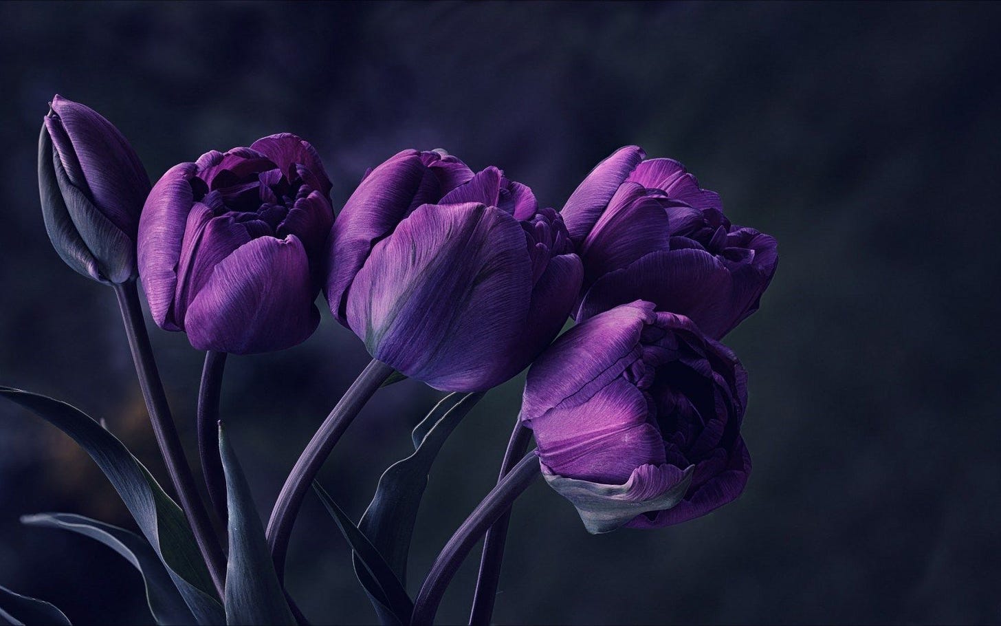 Tulips Purple Spring HD Wallpaper - FreeHDWalls | Fiori viola, Bellissimi  fiori, Fiori