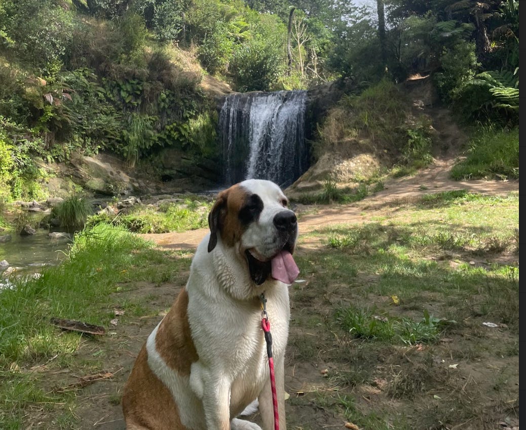 Luna, a very good dog, with her tongue out at an urban waterfall