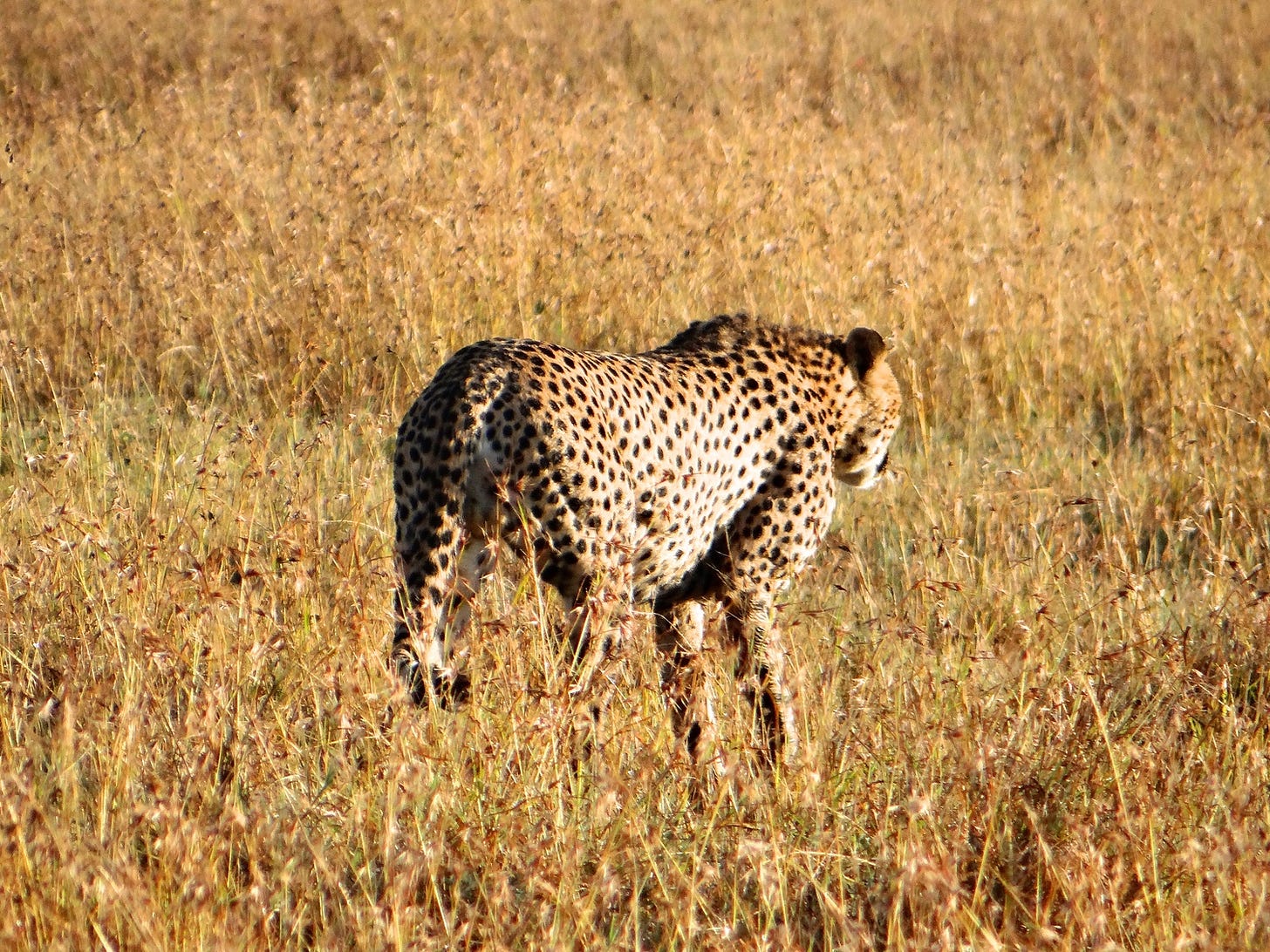 Cheetah 'timing' an impala