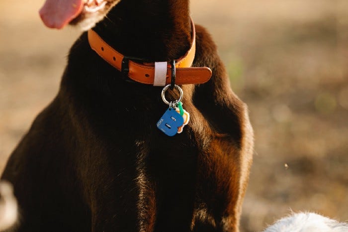 A zoom-in of a black dog’s collar, which has a number of identifiers attached to the collar to identify him.