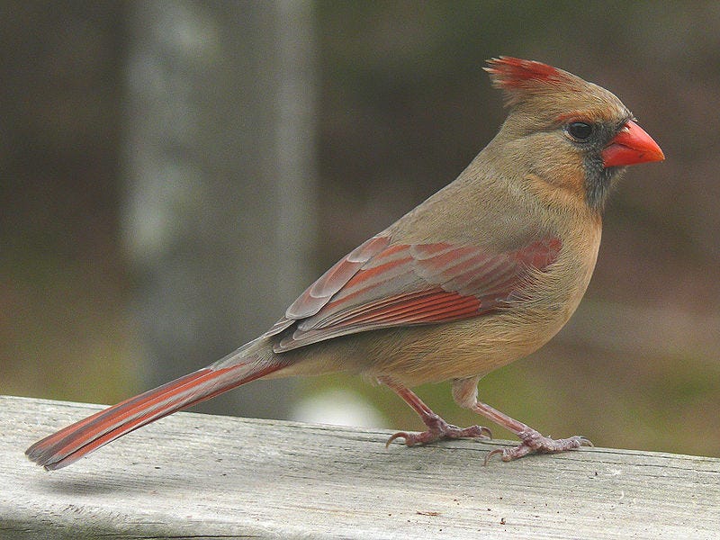 Drab female Northern cardinal. Ken Thomas, Public domain, via Wikimedia Commons.